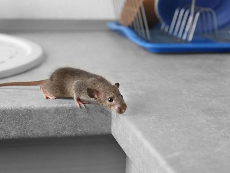 Rat Control Service