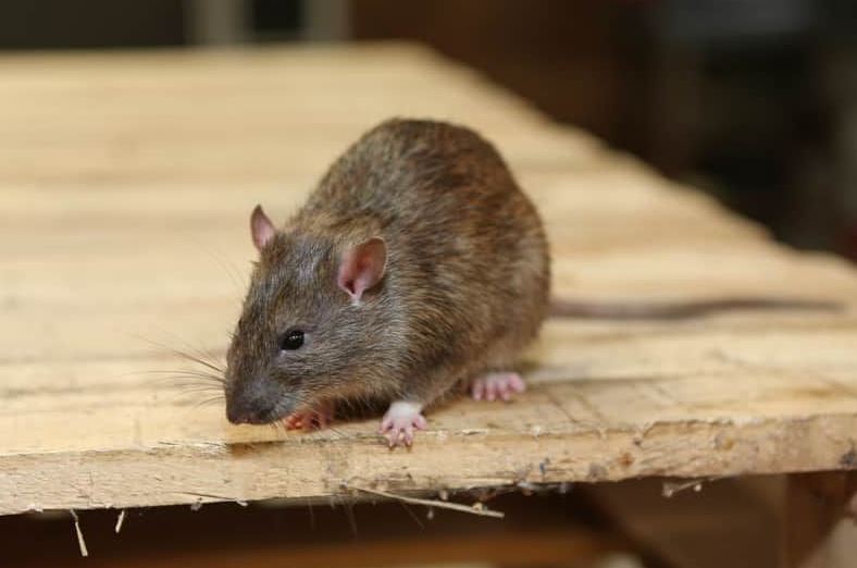 Vermin Control