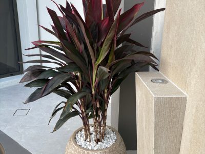 Best Places to Buy Plants Online – Artificial Plant Dubai, Bonsai & Office Plants