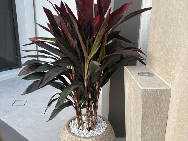 Best Places to Buy Plants Online – Artificial Plant Dubai, Bonsai & Office Plants