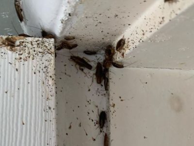 Pest Control For Cockroaches